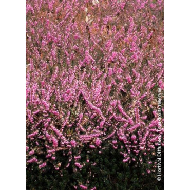 ERICA darleyensis ROUGE (Bruyère d'hiver)