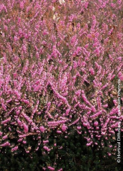 ERICA darleyensis ROUGE