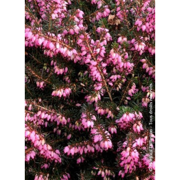 ERICA darleyensis ROUGE (Bruyère d'hiver)