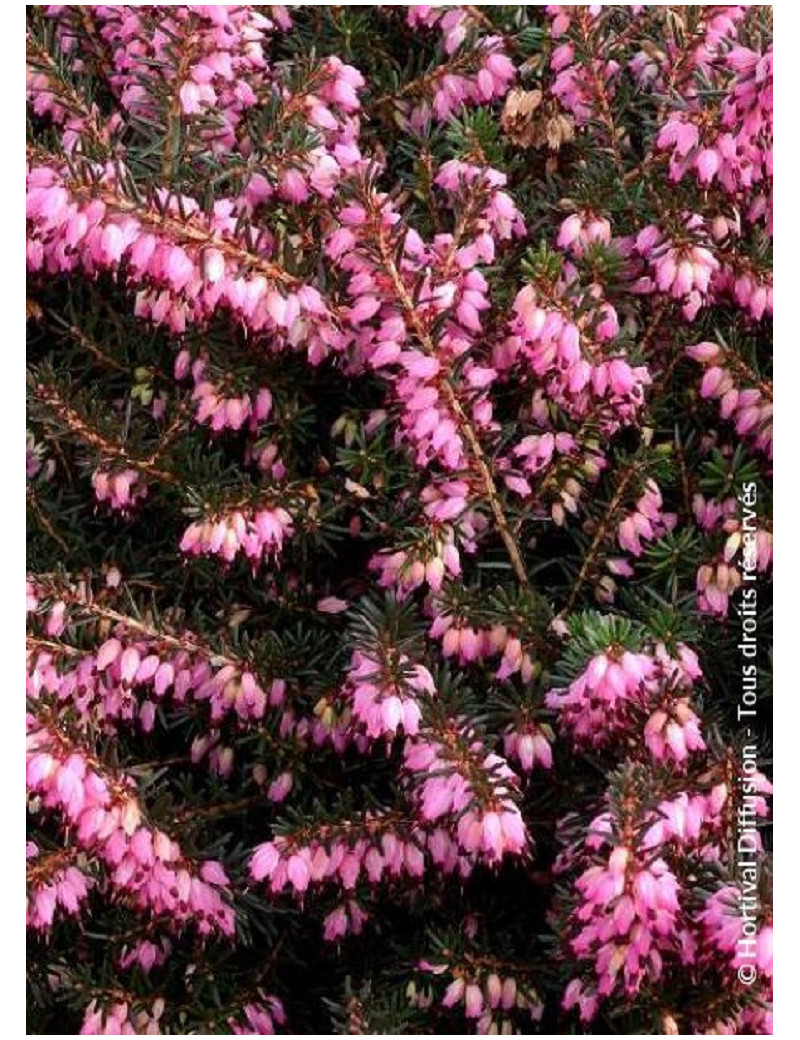 ERICA darleyensis ROUGE (Bruyère d'hiver)