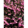 ERICA darleyensis ROUGE (Bruyère d'hiver)