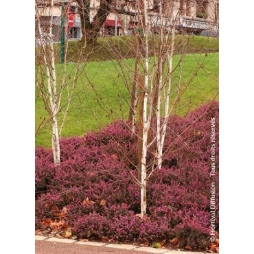 ERICA darleyensis ROUGE (Bruyère d'hiver)