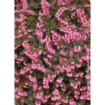 ERICA darleyensis ROUGE (Bruyère d'hiver)