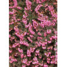 ERICA darleyensis ROUGE (Bruyère d'hiver)