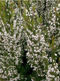 ERICA lusitanica