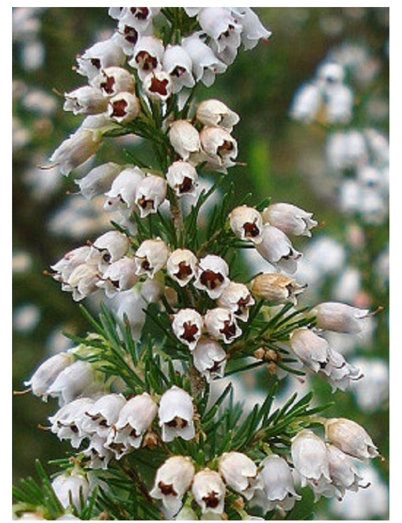 ERICA lusitanica (Bruyère du Portugal)