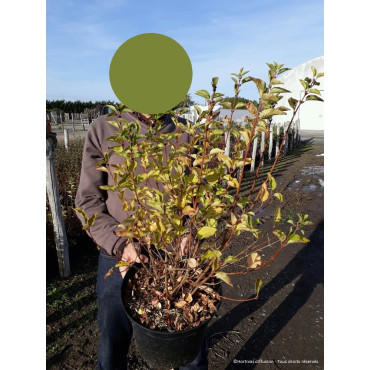 SYRINGA Josée (Lilas) En pot de 10-12 litres forme buisson