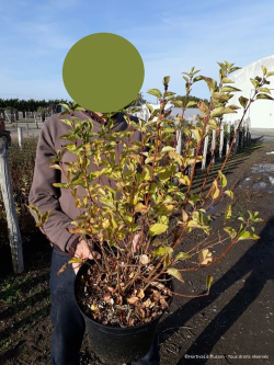 SYRINGA Josée En pot de 10-12 litres