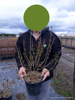 SYRINGA Josée En pot de 4-5 litres