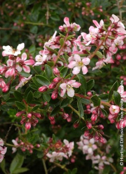 ESCALLONIA APPLE BLOSSOM