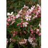 ESCALLONIA APPLE BLOSSOM (Escallonia)