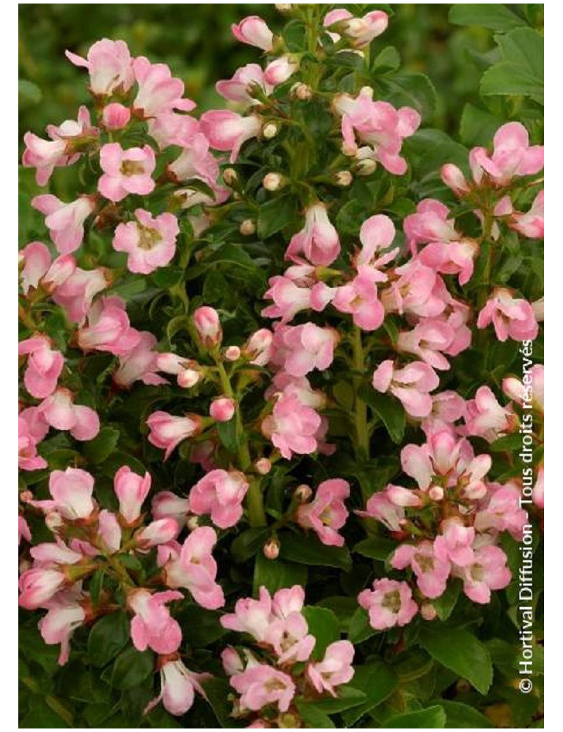 ESCALLONIA APPLE BLOSSOM (Escallonia)