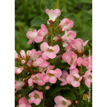 ESCALLONIA APPLE BLOSSOM (Escallonia)