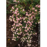 ESCALLONIA APPLE BLOSSOM (Escallonia)