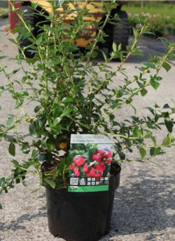 ESCALLONIA CRIMSON SPIRE En pot de 4-5 litres