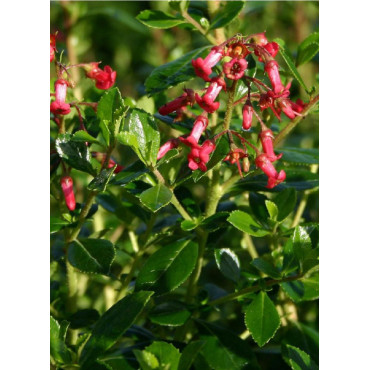 ESCALLONIA CRIMSON SPIRE (Escallonia)