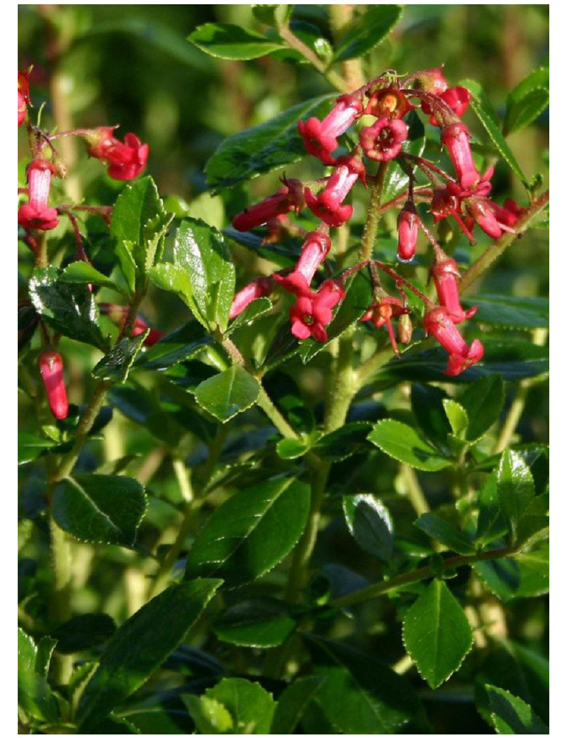 ESCALLONIA CRIMSON SPIRE (Escallonia)