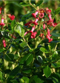 ESCALLONIA CRIMSON SPIRE