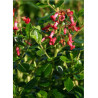 ESCALLONIA CRIMSON SPIRE (Escallonia)