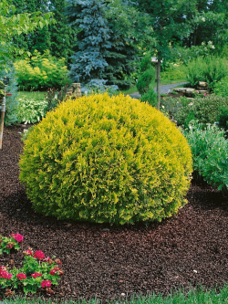 THUJA occidentalis GOLDEN GLOBE