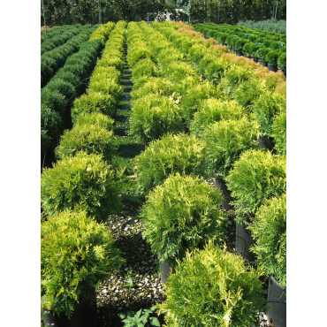 THUJA occidentalis GOLDEN GLOBE (Thuya du Canada Golden Globe)