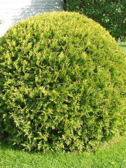 THUJA occidentalis GOLDEN GLOBE