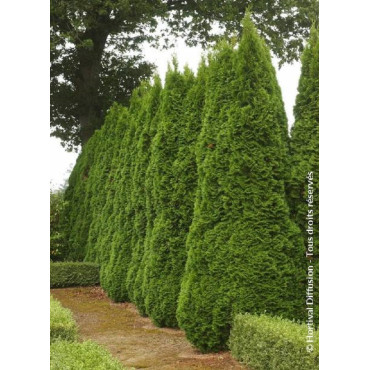 THUJA occidentalis SMARAGD (Thuya du Canada émeraude)