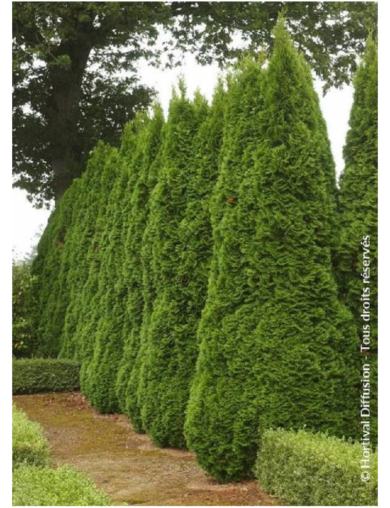 THUJA occidentalis SMARAGD (Thuya du Canada émeraude)