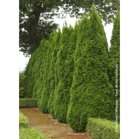 THUJA occidentalis SMARAGD (Thuya du Canada émeraude)