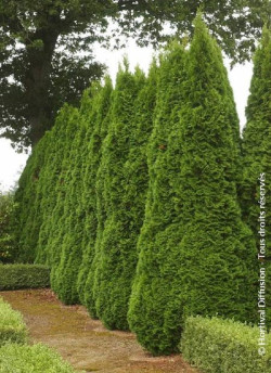 THUJA occidentalis SMARAGD