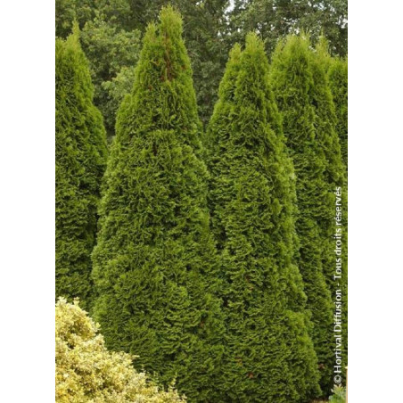 THUJA occidentalis SMARAGD (Thuya du Canada émeraude)