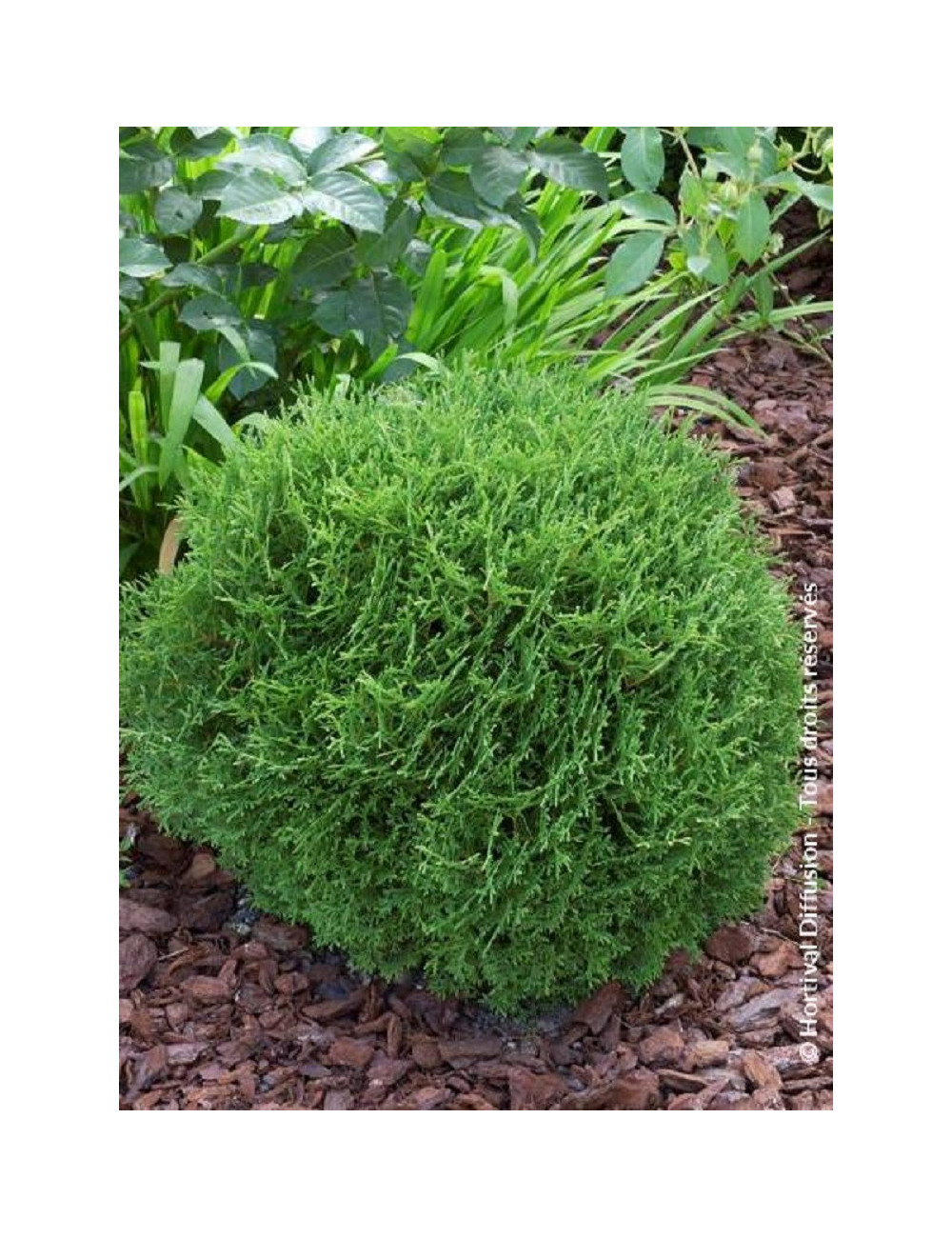 THUJA occidentalis TINY TIM