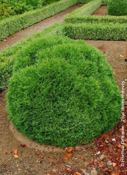 THUJA occidentalis TINY TIM