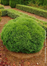 thuya-occidental-tiny-tim-thuja-occidentalis-tiny-tim-2.jpg