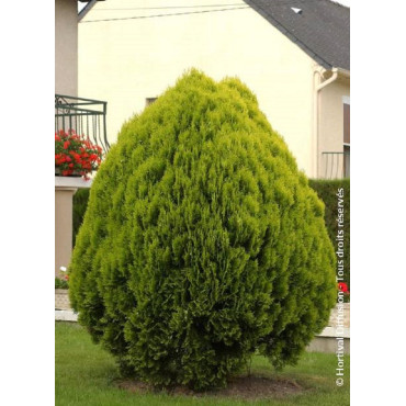 THUJA orientalis AUREA NANA (Thuya de Chine Aurea Nana)