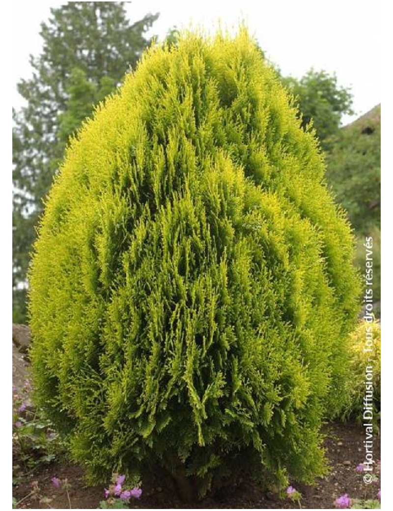 THUJA orientalis AUREA NANA (Thuya de Chine Aurea Nana)