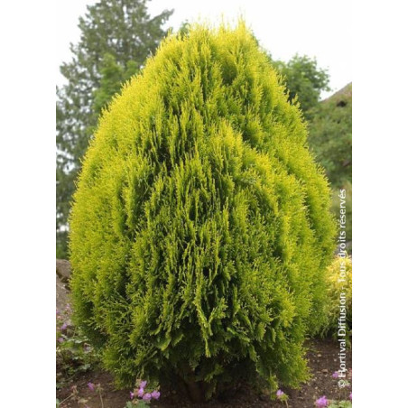 THUJA orientalis AUREA NANA (Thuya de Chine Aurea Nana)