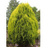 THUJA orientalis AUREA NANA (Thuya de Chine Aurea Nana)