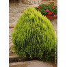 THUJA orientalis AUREA NANA (Thuya de Chine Aurea Nana)