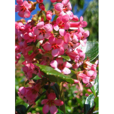 ESCALLONIA DART'S ROSY RED (Escallonia)