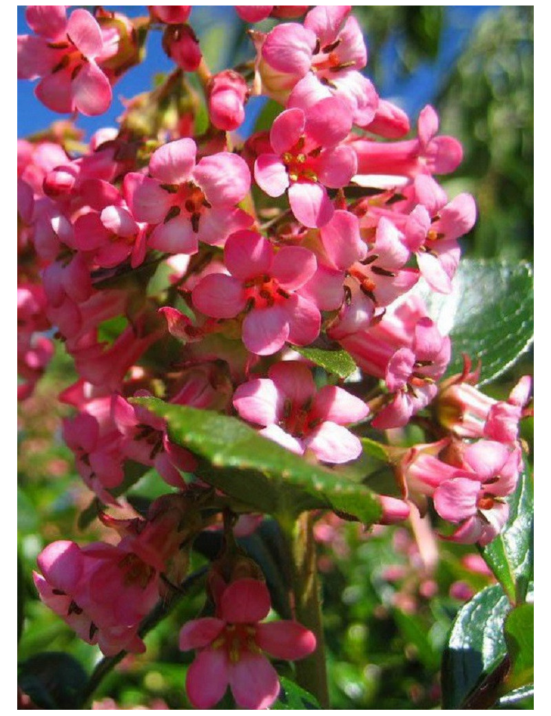 ESCALLONIA DART'S ROSY RED (Escallonia)