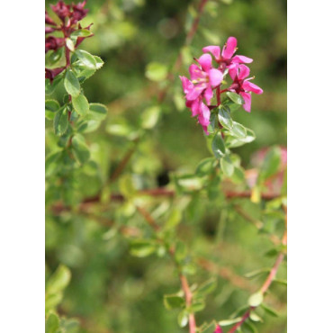 ESCALLONIA DART'S ROSY RED (Escallonia)