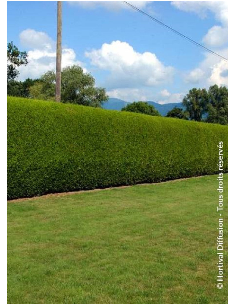 THUJA plicata ATROVIRENS (Thuya géant Atrovirens)