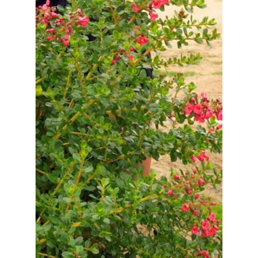 ESCALLONIA DONARD RADIANCE (Escallonia)