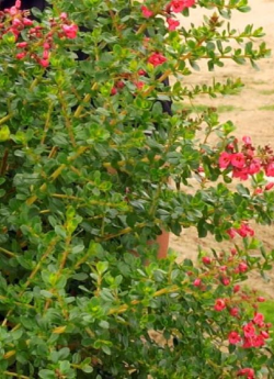 ESCALLONIA DONARD RADIANCE
