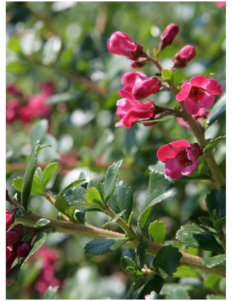 ESCALLONIA DONARD RADIANCE (Escallonia)