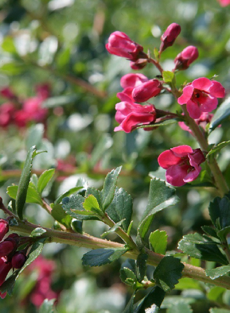 ESCALLONIA DONARD RADIANCE