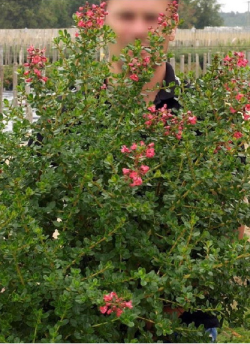 ESCALLONIA DONARD RADIANCE