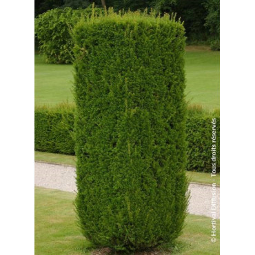 TAXUS baccata (If commun)