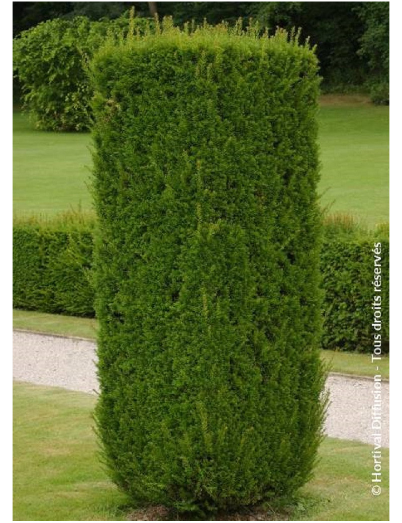 TAXUS baccata (If commun)